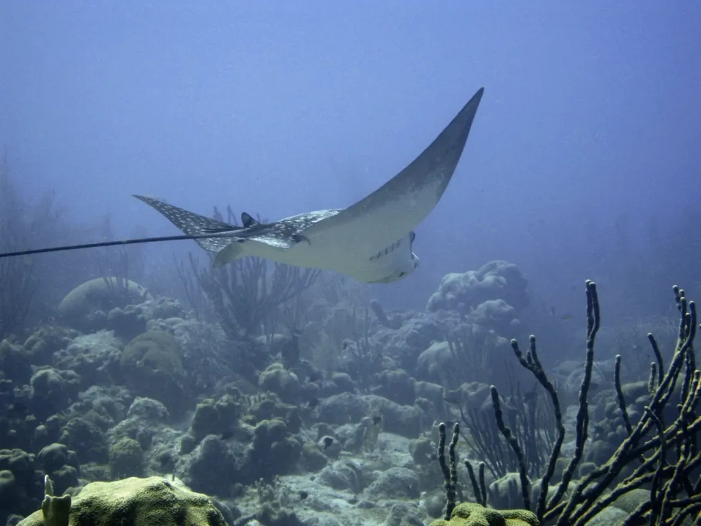 Fondo marino del océano Índico en Maldivas